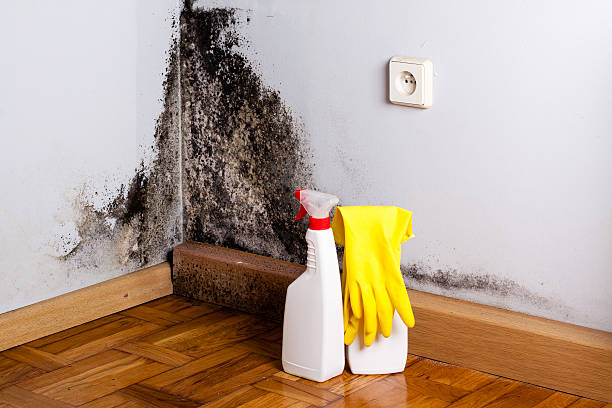 Best Industrial Mold Remediation in Gladwin, MI